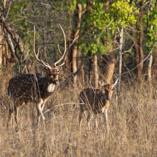 Panna - Spotted deers